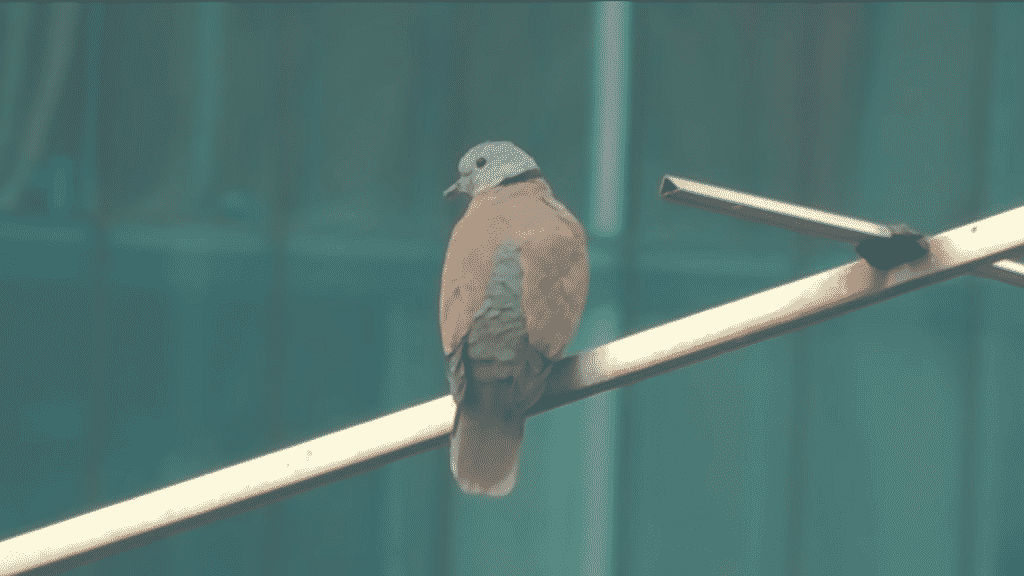 Columbidae pigeon