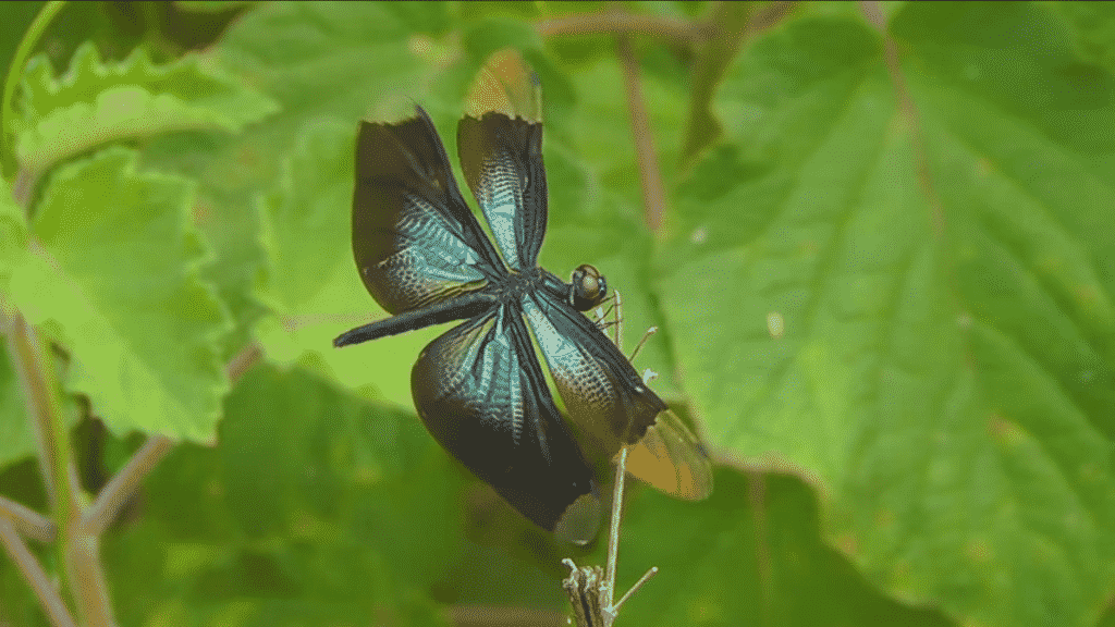 exotic dragonfly