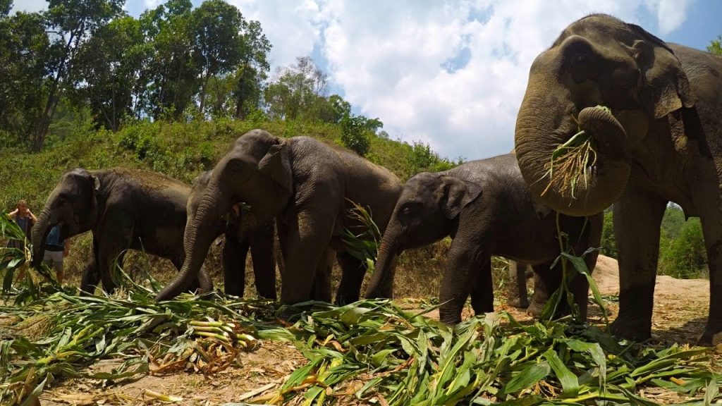 elephant sanctuary thailand chiangmai trekking tour