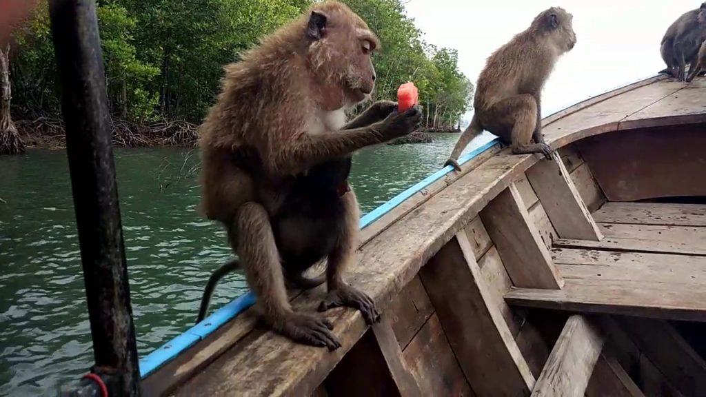 monkey Thailand travel Koh Lanta: A true wanderer's paradise