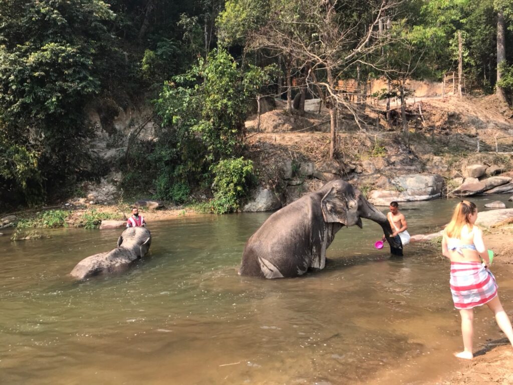 MR JUNGLE TREK, JUNGLE TRAVEL & ELEPHANT SANCTUARY IN THAILAND, chiang mai